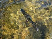 User submitted picture: First grayling year 2007