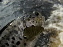 User submitted picture: A Brown Trout