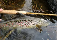 User submitted picture: Brown trout with larva an...