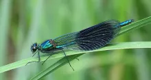 User submitted picture: Damsel fly