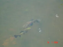 User submitted picture: two TARARIRAS in low wath...