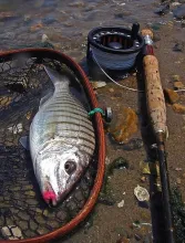 User submitted picture: Striped Sea Bream on fly!