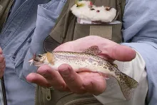 User submitted picture: Not so large!