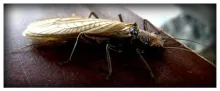 User submitted picture: Adult Stonefly