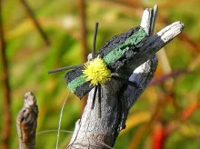 User submitted picture: DC's Snoball Beetle, batt...