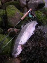 User submitted picture: Baltic Stealhead