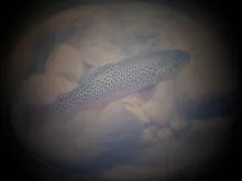 User submitted picture: Casting Dreams is my own ...