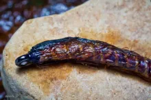 User submitted picture: Nymph