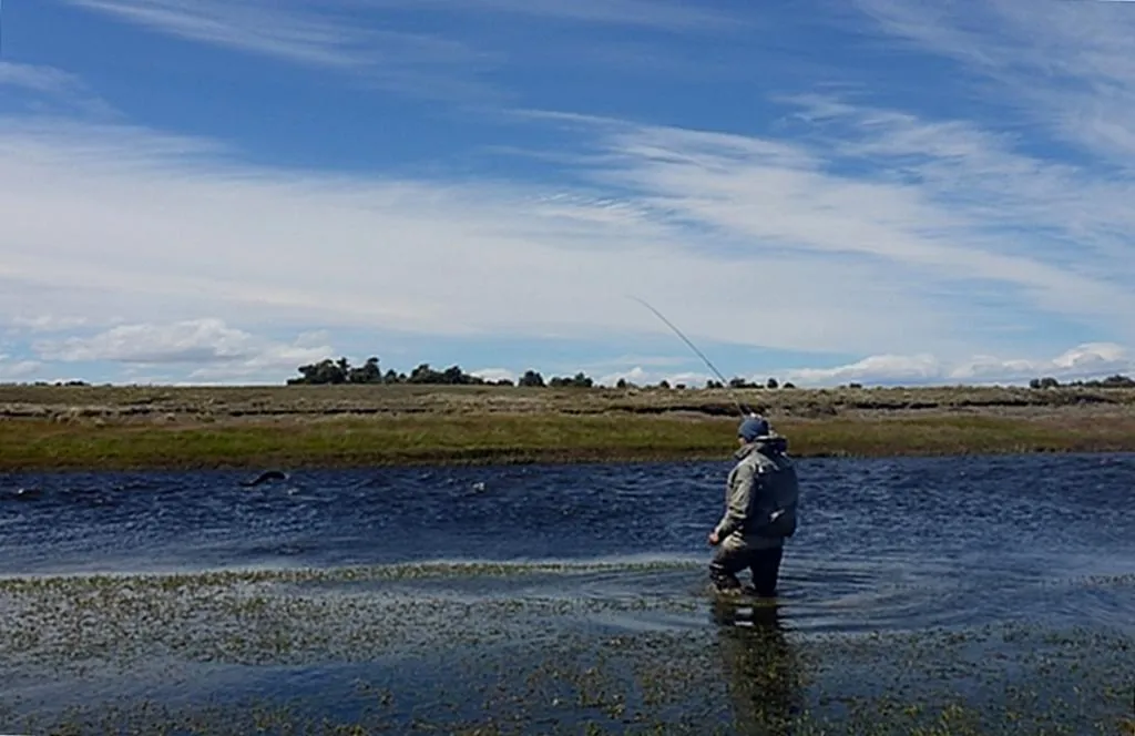 User submitted picture: Taking the nymph...