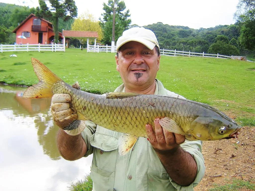 User submitted picture: Grass carp... 4kg!