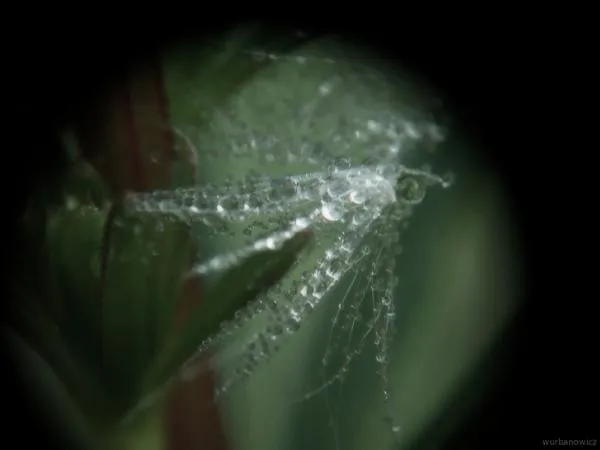 User submitted picture: WET FLY MADE BY NATURE