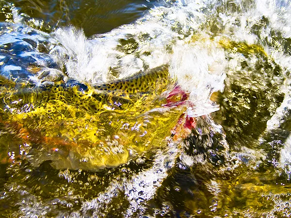 User submitted picture: The Fight