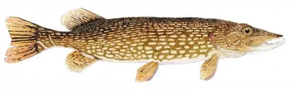 User submitted picture: Watercolor Study of a Nor...