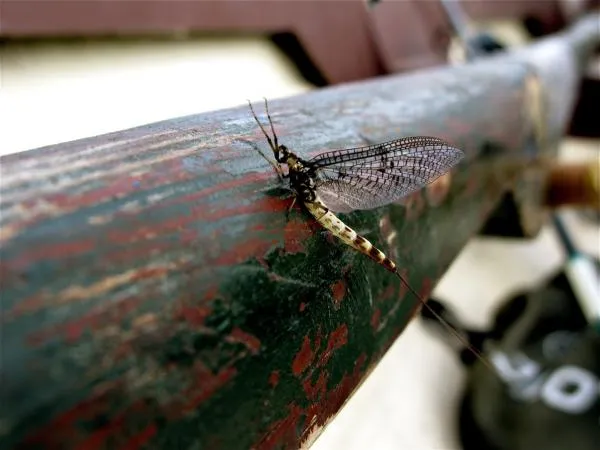 User submitted picture: May fly on lough Sheelin ...