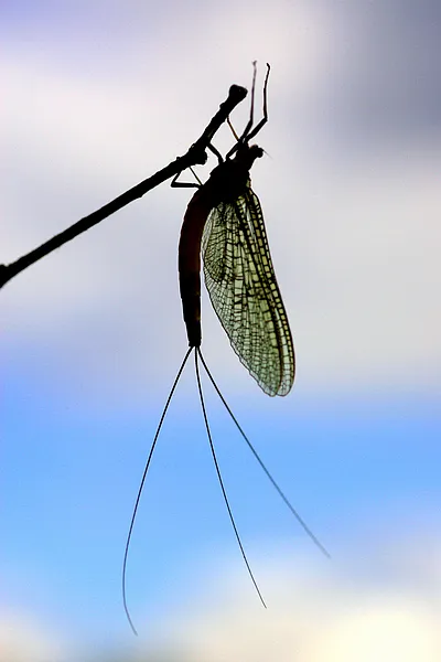 User submitted picture: Danica mayfly resting. 
...