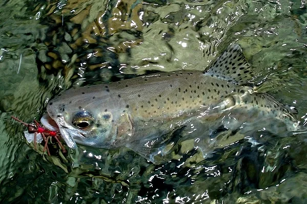 User submitted picture: Nice, colored rainbow cau...