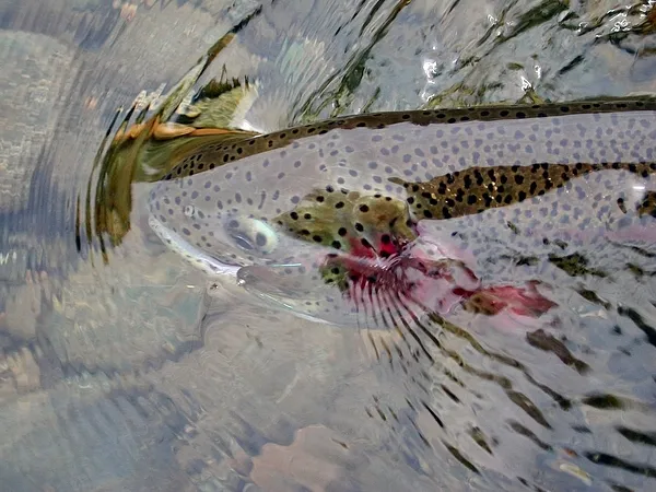 User submitted picture: Taken Off The Lie-  A #12...