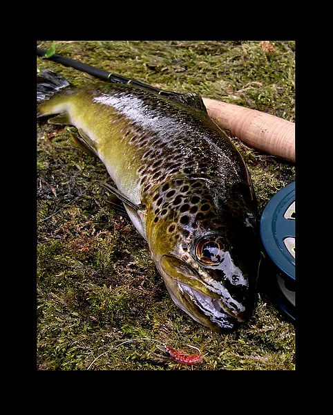 User submitted picture: Wild Brown