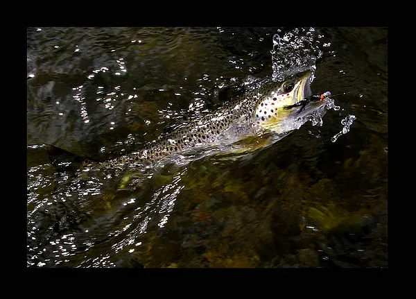 User submitted picture: "Summer Brown Trout"