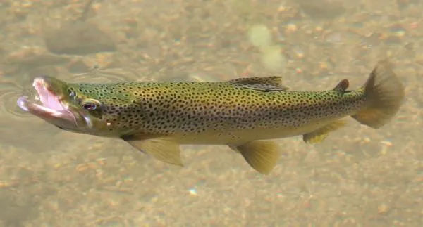 User submitted picture: Hungry Brown Trout