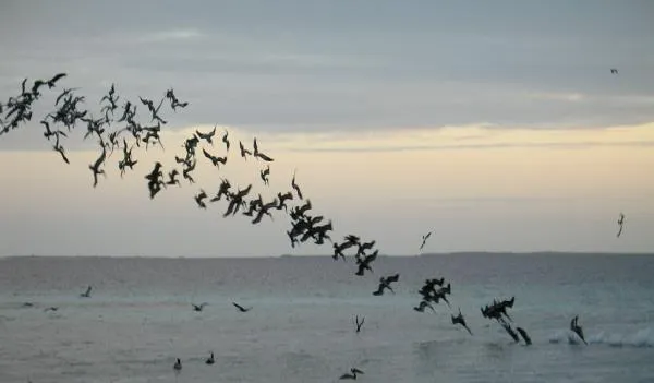 User submitted picture: Pelicans diving. The whol...